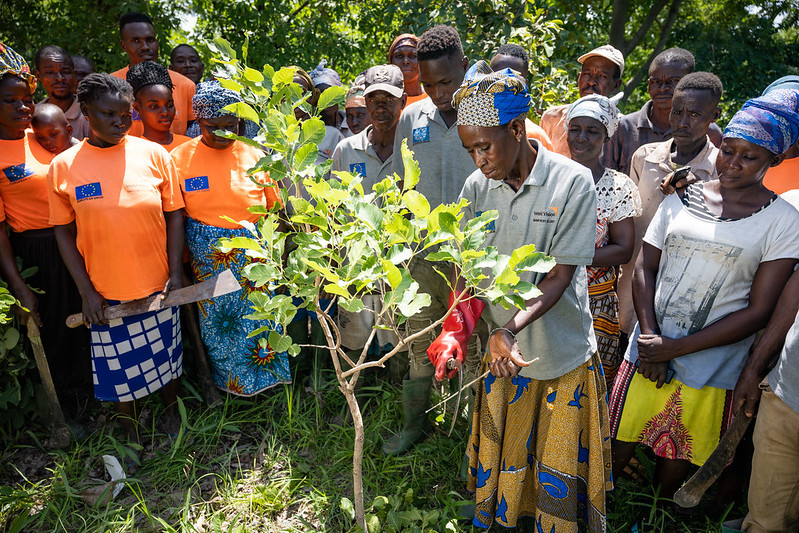 Reforestation project aims to restore 5 million hectares in Africa by ...